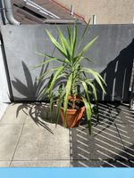 Yucca