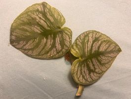 Monstera dubia (bewurzelt) 🌱