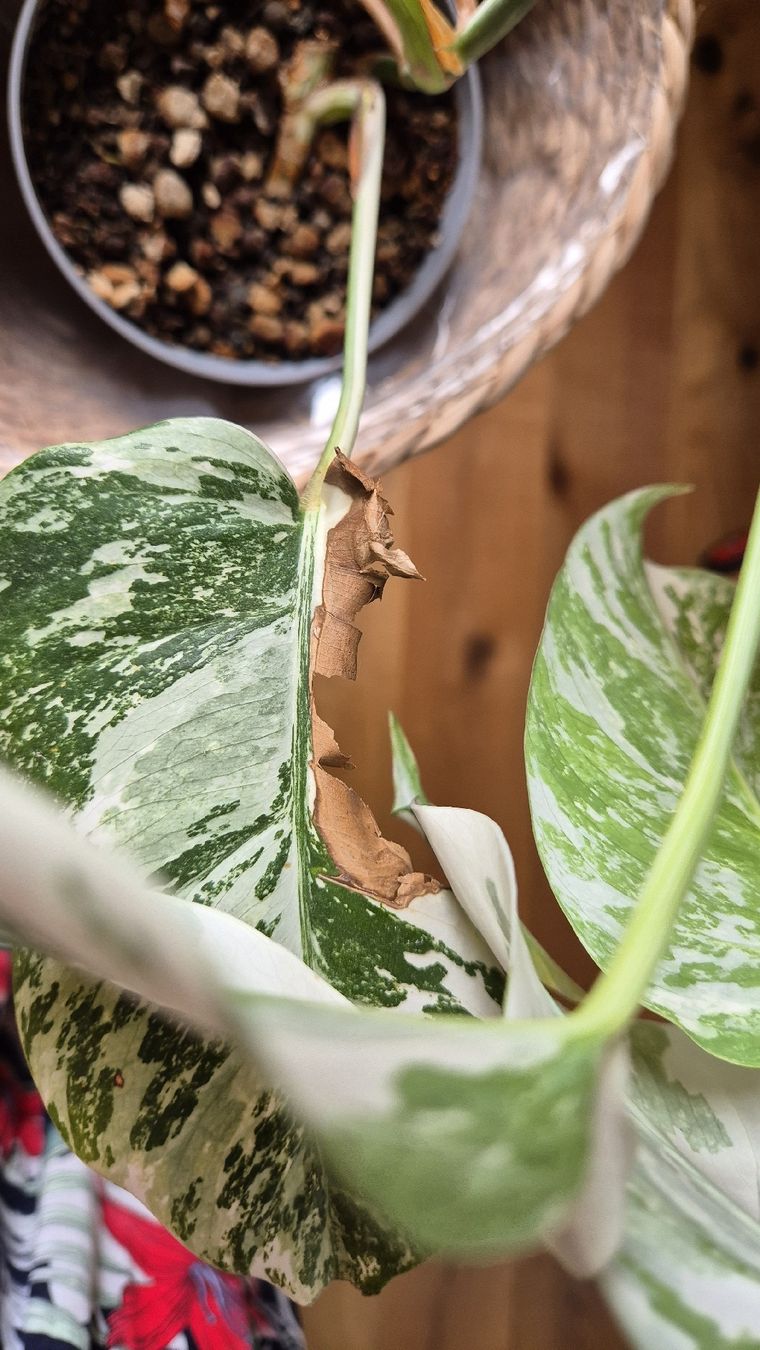Piante & sementi: Monstera Albo Variegata Pflanze – Nuovo (secondo la descrizione) da Horgenberg venduto da callmeloco 2