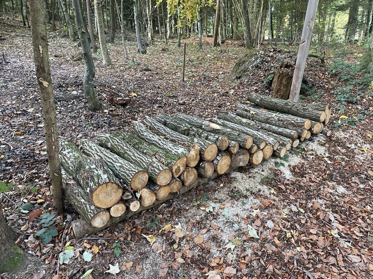 Holzartikel: Brennholz – Neu (gemäss Beschreibung) aus Birrwil von Memme0 1