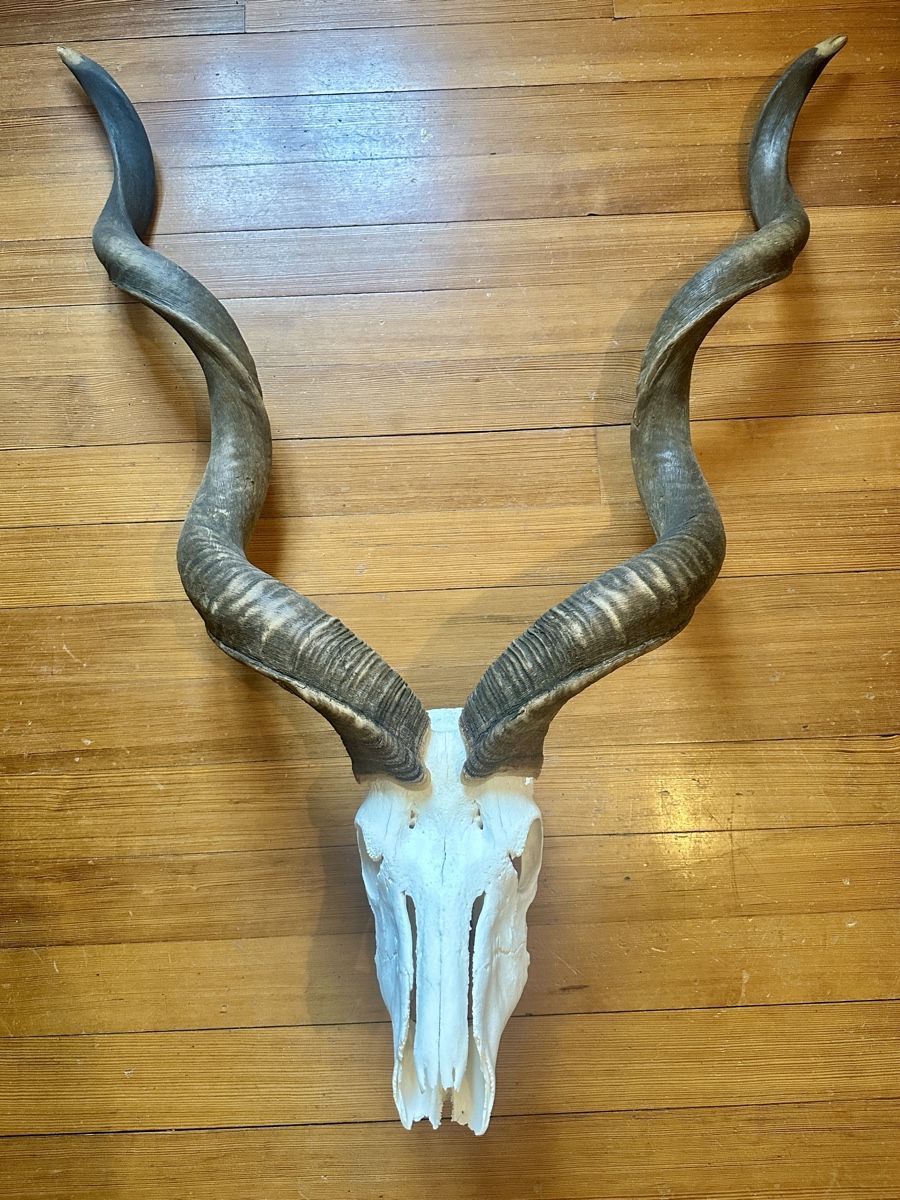 Altre raccolte & rarità: Kapitale Kudu Trophäe – Usato da Wallisellen venduto da andenmdd