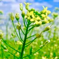 30 Samen “Dorella Coltivata"   = CAMELINA SATIVA gelb