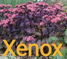 fette henne xenox sedum