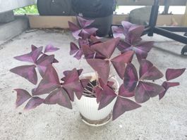 Oxalis triangularis Pflanze lila Blätter ohne Topf
