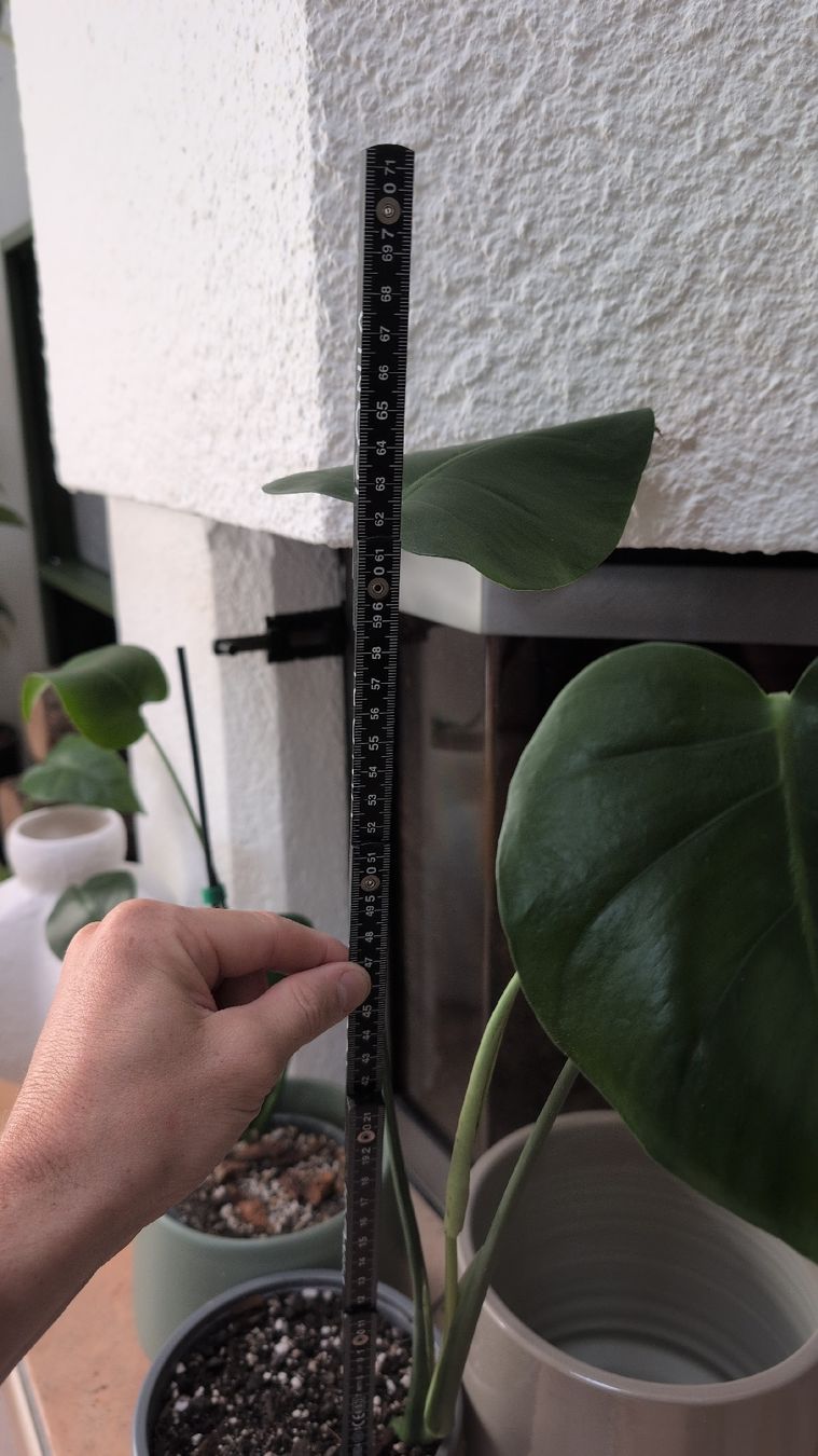 Piante & sementi: Pianta Monstera Deliciosa 61cm – Nuovo (secondo la descrizione) da Monnaz venduto da dan_9287 1