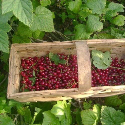 Piante & sementi: Groseillier à grappes 'Jonkheer Van Tets'  2x – Nuovo (secondo la descrizione) da Bremblens venduto da FIBONACCI369 2