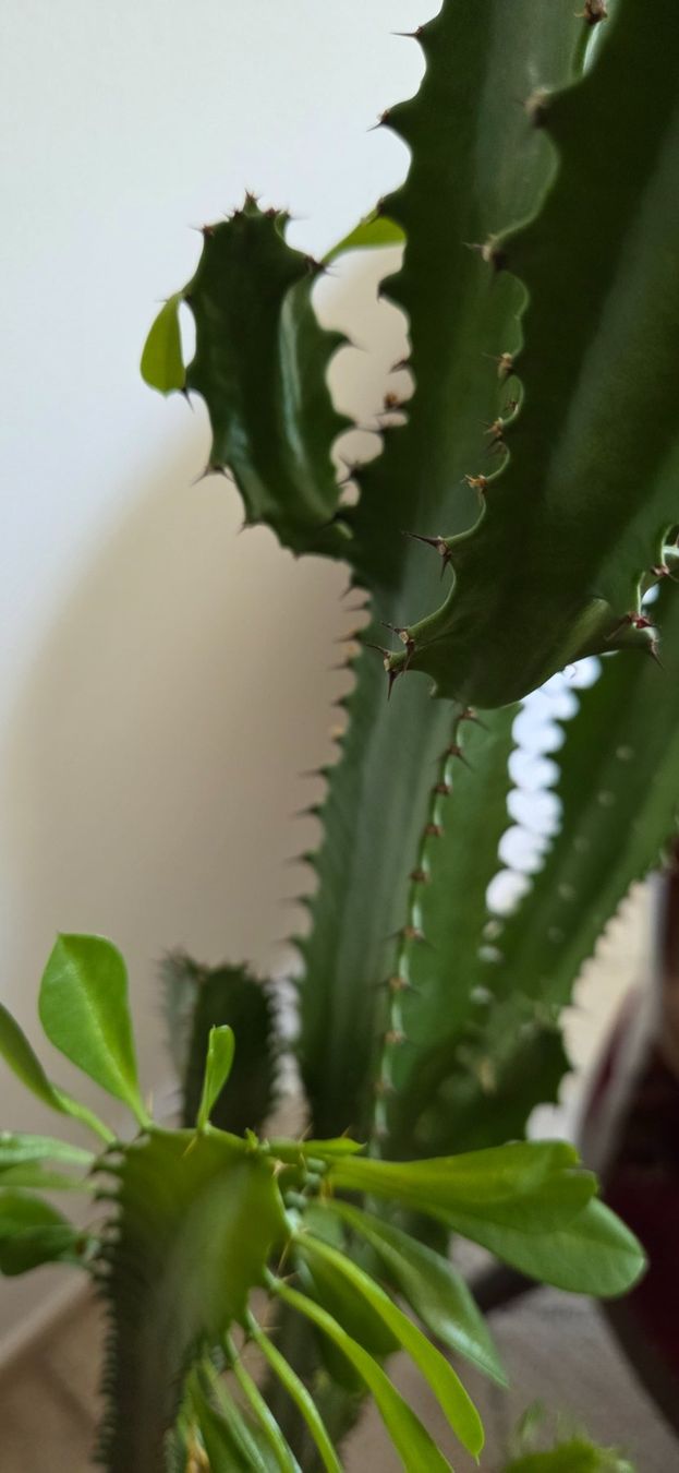 Plantes & graines: schöner Kaktus mit Blätter – D'occasion à Würenlos par ir_ga 2