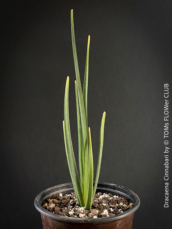 braided sansevieria cylindrica Braided Snake Plant  Plant Detectives