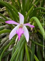 Leptotes Pohlitinocoi - Zwerg-Orchidee auch für Terrarium