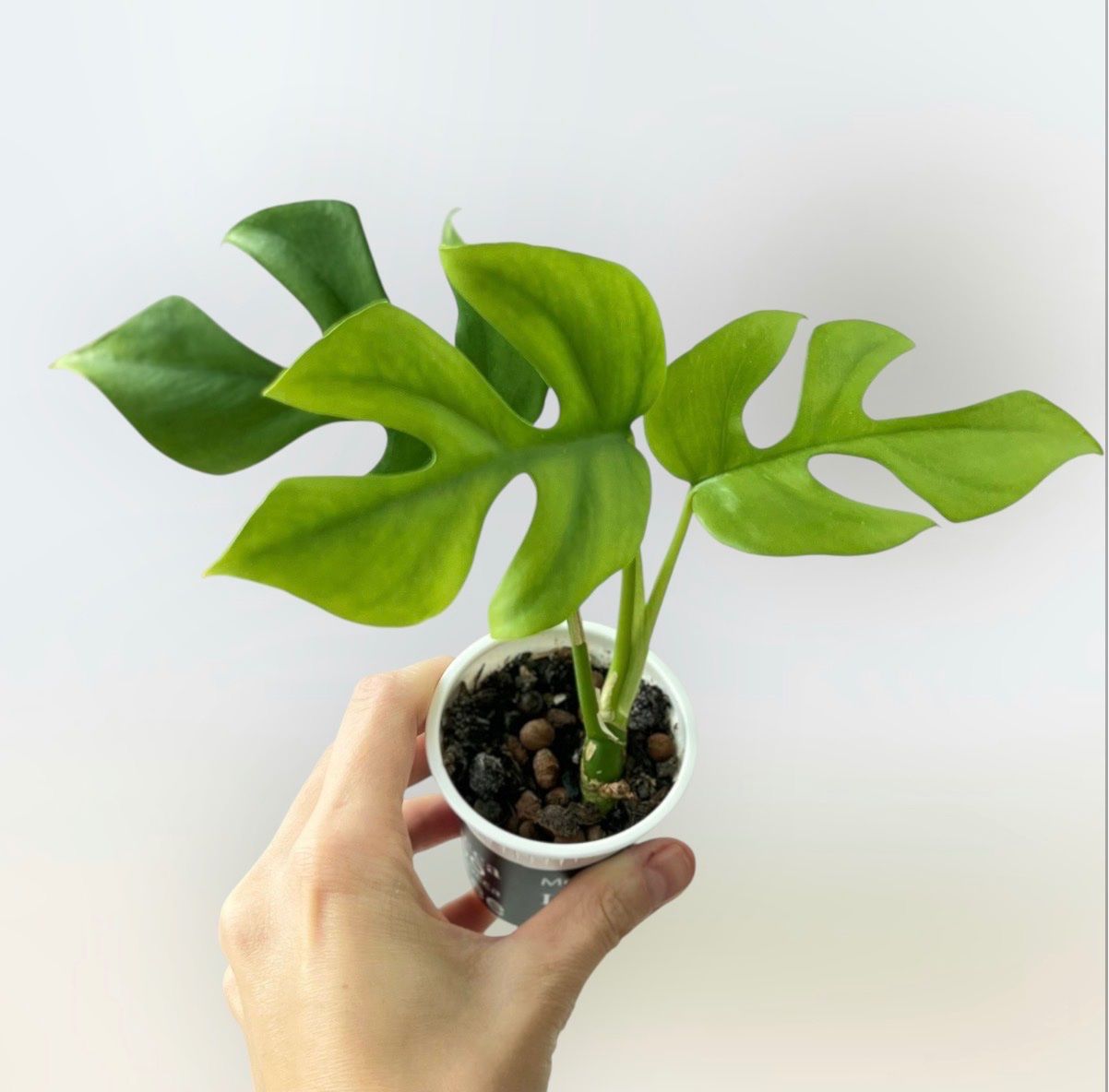 Pflanzen & Samen: Monstera minima💚 – Gebraucht aus Glattpark(Opfikon) von ste_n99y 2
