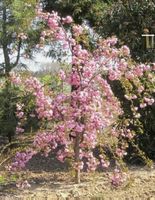 "Shidare Sakura", japanische Hänge-Nelkenkirsch