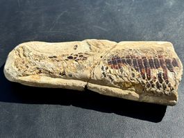 Grosses Fischfossil mit tollen Details