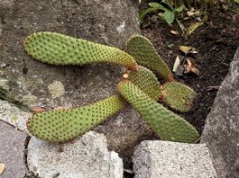 Feigenkaktus Opuntia microdasys abzugeben