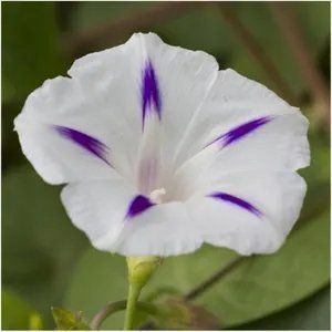 Piante & sementi: Prunkwinde 'Milky Way' - Ipomoea purpurea - 30 Samen – Nuovo e nell'imballaggio originale da Sumiswald venduto da Cham14559 2