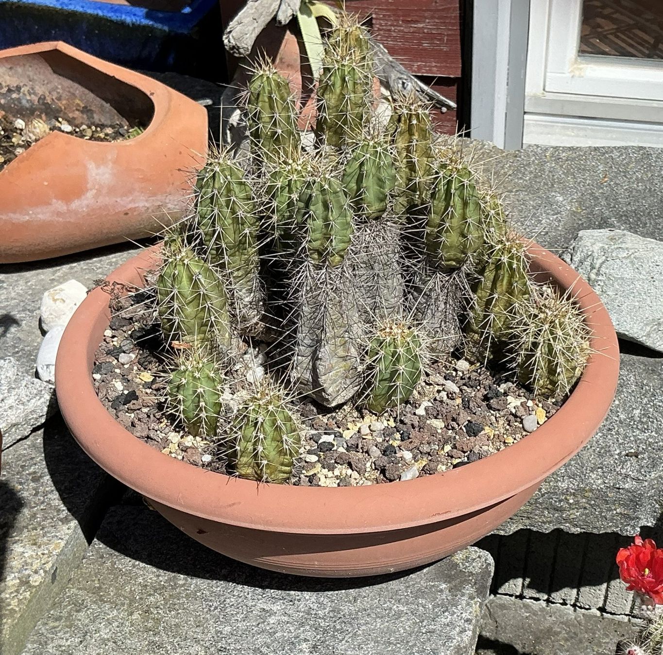 Piante & sementi: Echionocereus spec. (XL) – Usato da Lenzburg venduto da Boelli-Frau 1