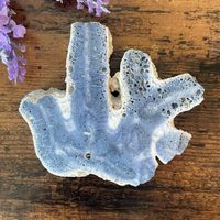 ✲ Versteinerte Blaue Koralle ✲ 107g / 99mm Heliopora coerule