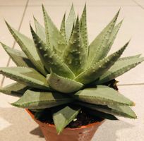 “ALOE ARISTATA” 10 cm ↕️ Zimmerpflanze