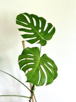 Monstera Deliciosa