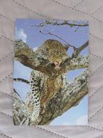 Leopard ruht in Baum, Katze, Raubkatze, Zoo, ungelaufen