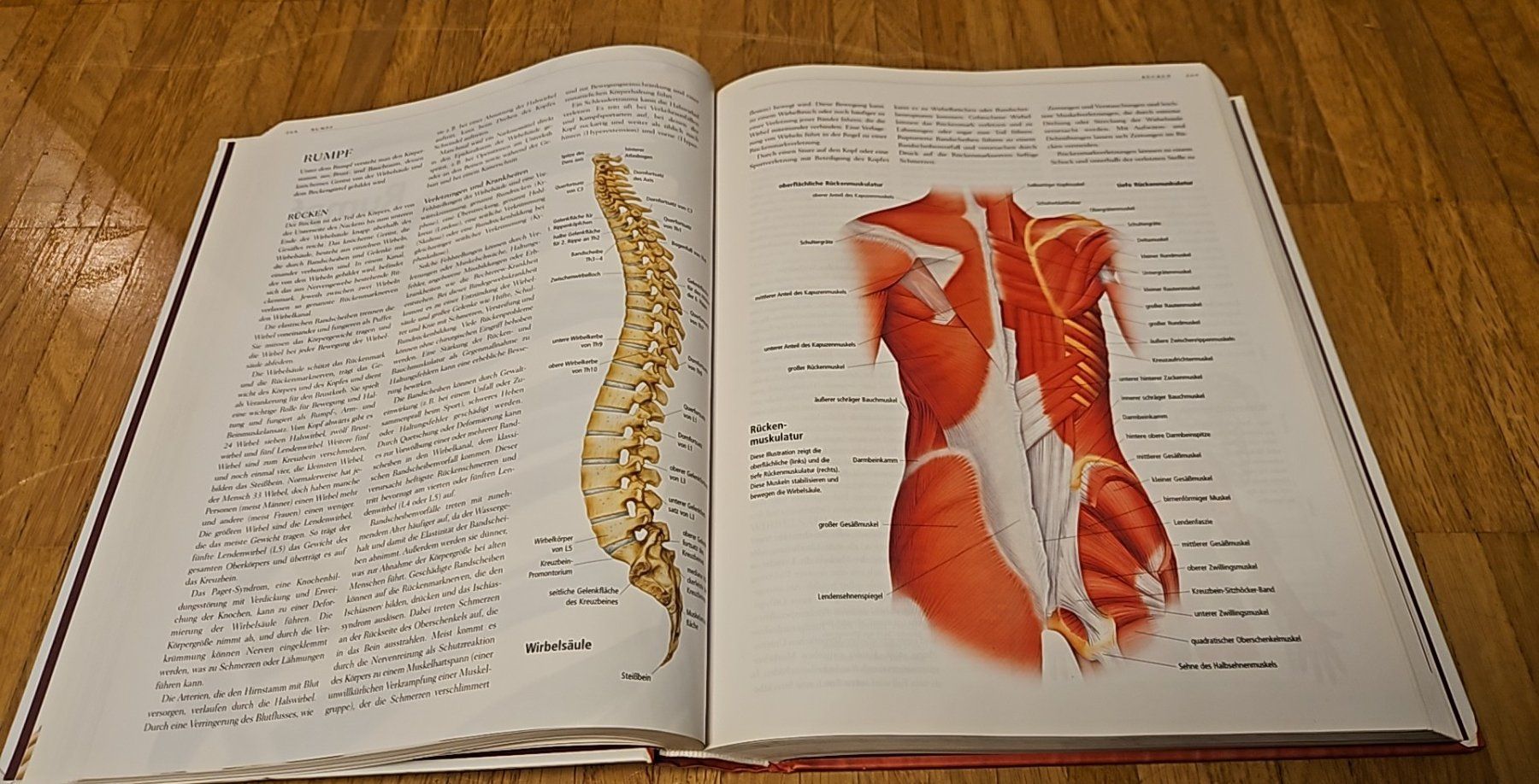 Livres: ANATOMICA von Könemann – D'occasion à Luzern par schuhparadies159 3