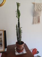 Plante grasse Euphorbia Trigona intérieur