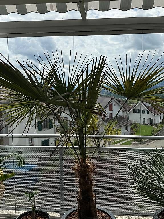 Piante & sementi: Palme – Usato da Oberlunkhofen venduto da Tinapolly 1