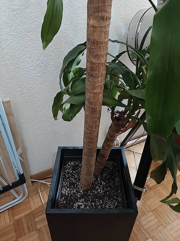 Plantes & graines: Zimmerpflanze: Dracaena 3m – D'occasion à Zürich par ste_hv76 2