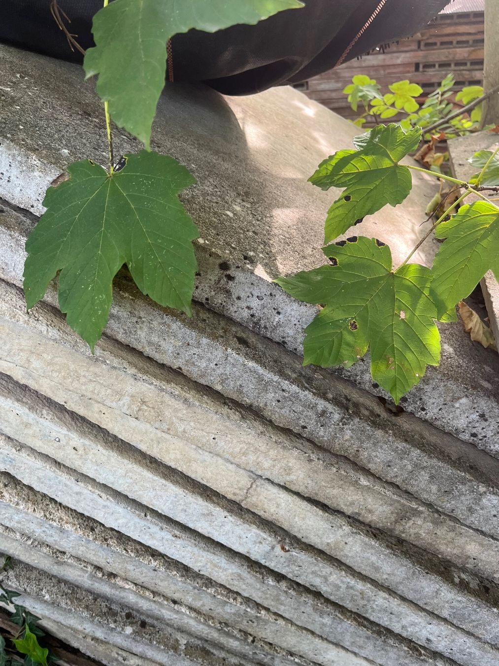 Rivestimenti per pavimenti: Betonplatten Gartenplatten – Usato da Hägglingen venduto da sch_n5lb 1