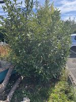 Kirschlorbeer Strauch grosser Gartenbaum 2m hoch