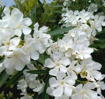 NERIUM OLEANDER Weiss: XL 70 cm. Dekorativer Strauch für Hec