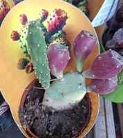 Cactus Opuntia, allgemein bekannt als Feigenkaktus H 10 cm
