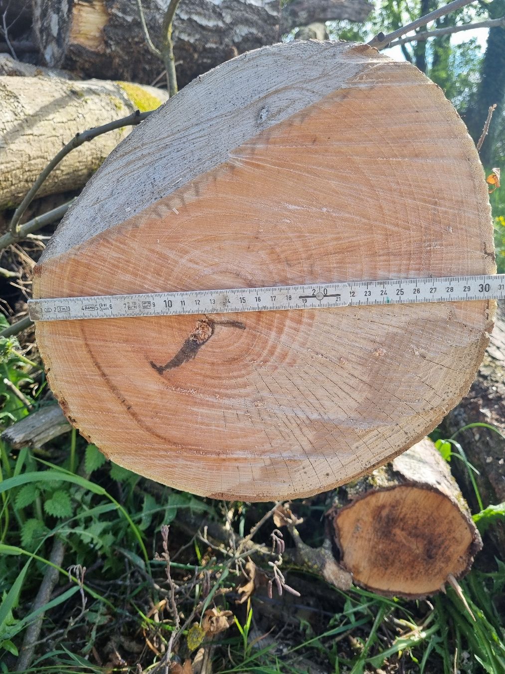 Articoli in legno: Baumstamm Esche mit Vergabelung und Ästen – Usato da Oberglatt ZH venduto da bea1986 5