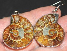 Ohrringe D-993 – AAA Ammonit Fossil 1 Paar