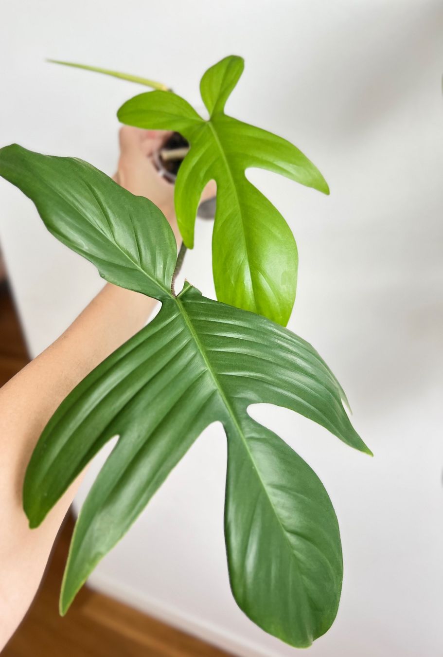 Pflanzen & Samen: Philodendron Florida Ghost🔥 – Gebraucht aus Glattpark(Opfikon) von ste_n99y