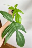 Philodendron Florida Ghost🔥