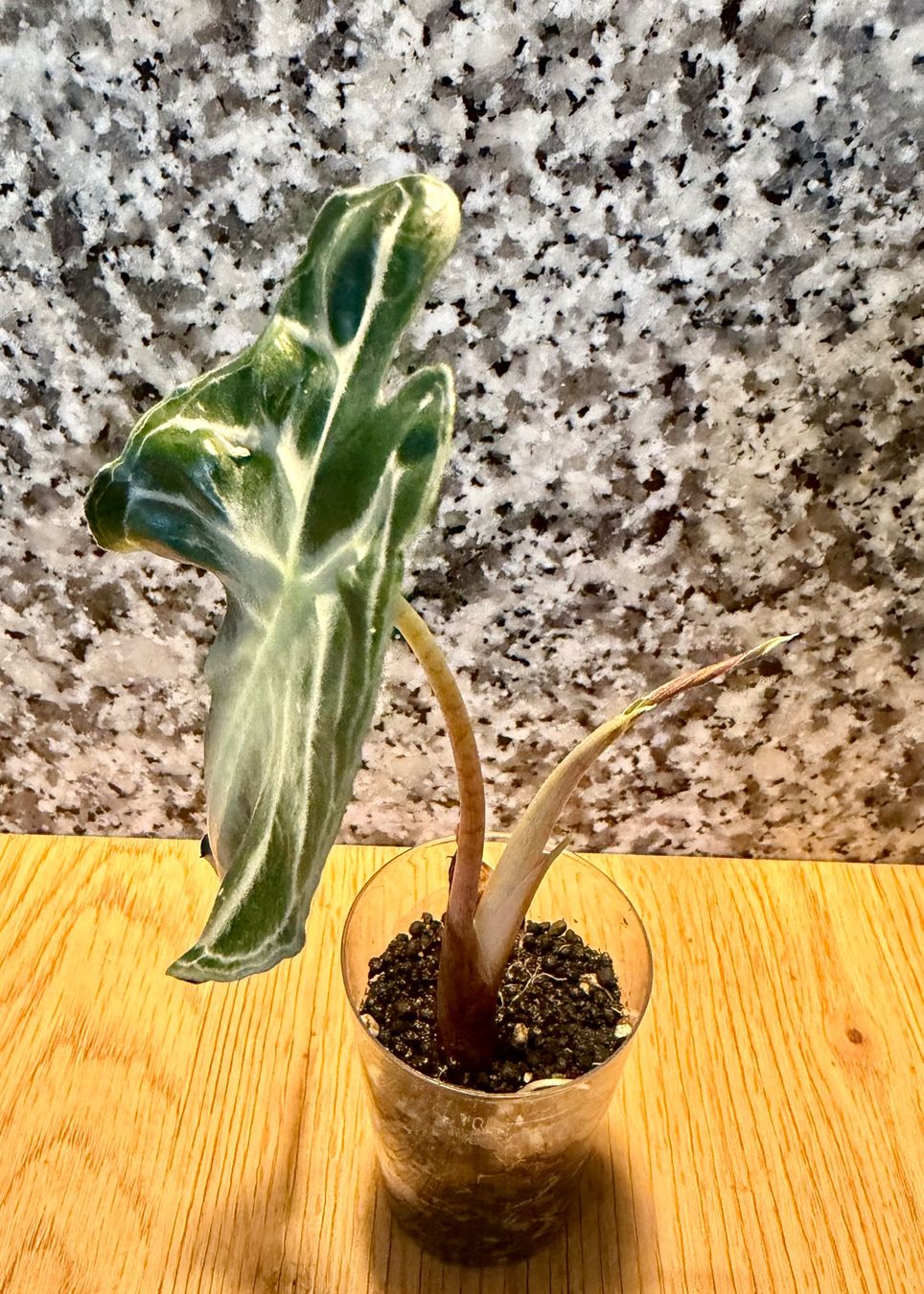 Pflanzen & Samen: Alocasia Venom – Gebraucht aus Kaiseraugst von dka_b97z 1