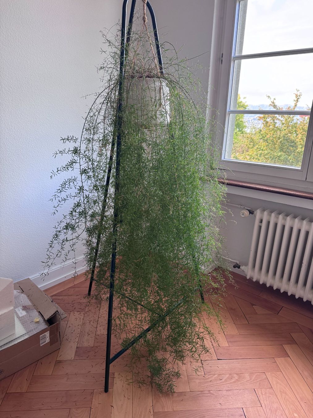 Pflanzen & Samen: Hängepflanze, Asparagus densiflorus – Gebraucht aus Zürich von kas_rr5f 1