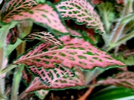 Exotische Zierpflanze FITTONIA MOSAIC PINK FOREST 20 cm 🌿 Kaufen auf