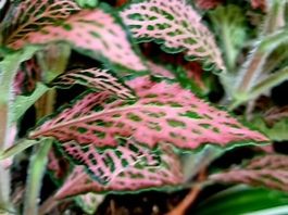 Exotische Zierpflanze FITTONIA MOSAIC  PINK FOREST 20 cm 🌿