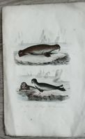 Gravure ancienne phoques et morse occasion