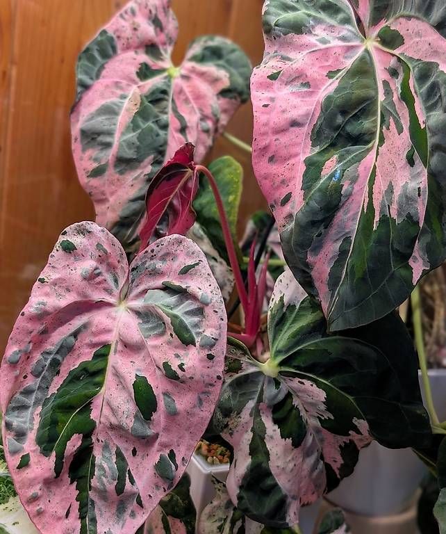 Piante & sementi: Anthurium Hot Barbie Pink Variegata – Nuovo (secondo la descrizione) da Faulensee venduto da plantmama 6