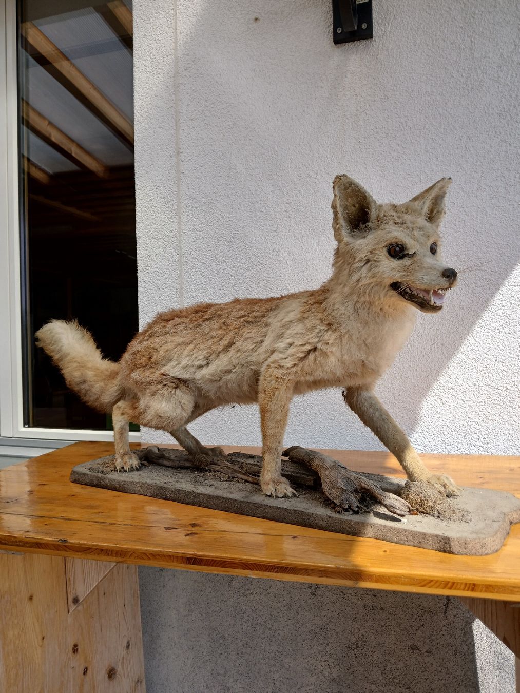 Welt der Tiere: Fuchs Austellmodel – Neu (gemäss Beschreibung) aus Ganterschwil von 09s_h686