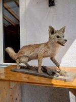 Fuchs Austellmodel