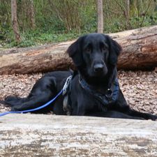 Profile image of Holz81