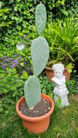 Kaktus gross, Opuntia ficus indica, Feigenkaktus, Kakteen
