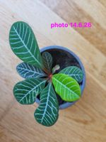 Spuckpalme Euphorbia Leuconera mit Topf und Erde