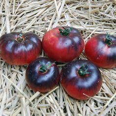 Piante & sementi: 50 Samen Amethyst Jewel Tomate – Nuovo (secondo la descrizione) da Ehrendingen venduto da VerveinaSamen 4