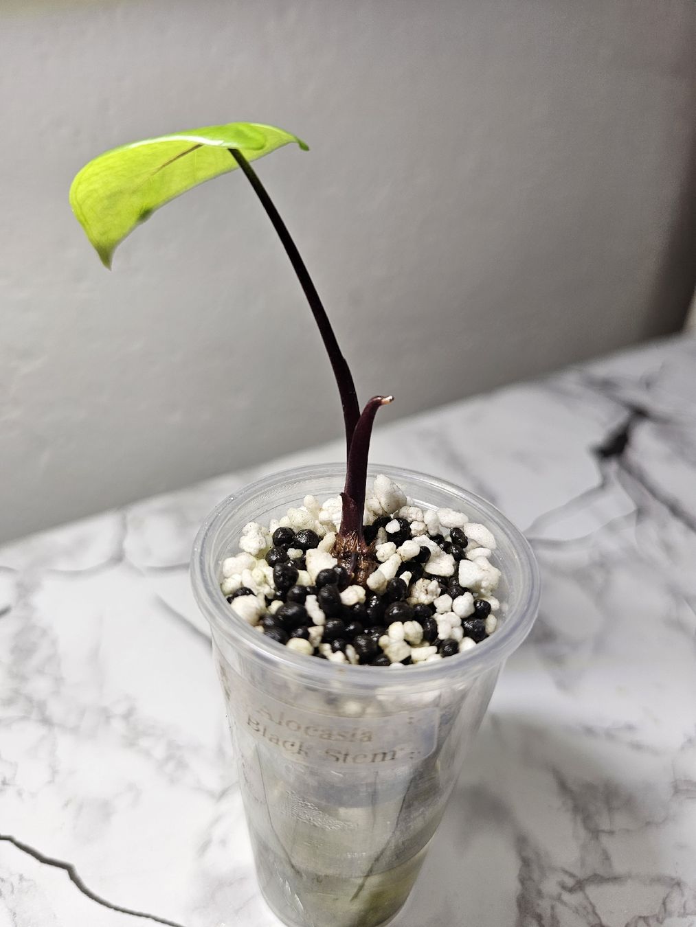 Pflanzen & Samen: Alocasia Black Stem – Neu (gemäss Beschreibung) aus Utzenstorf von Dac_mk 1
