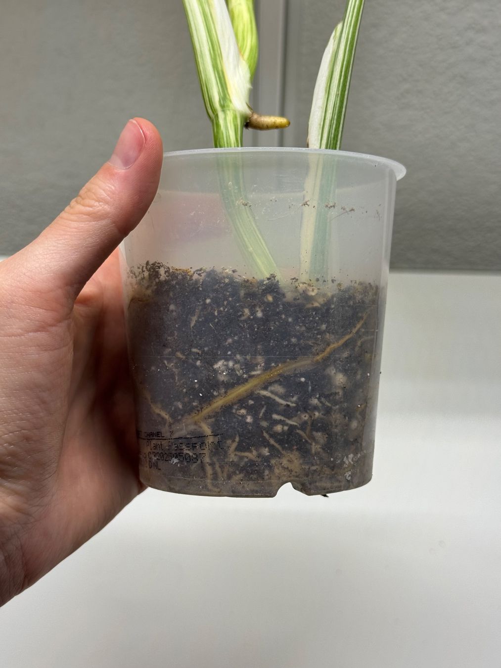 Pflanzen & Samen: Monstera Albo Ableger – Gebraucht aus Goldau von pflanzly 1