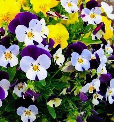 Piante & sementi: 50 SAMEN MIX FELD-STIEFMÜTTERCHEN WILD – Nuovo e nell'imballaggio originale da Rovio venduto da POSITIFFARTandPLANTS 1